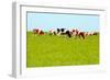 Cows Grazing on Pasture-Liang Zhang-Framed Photographic Print