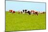 Cows Grazing on Pasture-Liang Zhang-Mounted Photographic Print