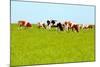 Cows Grazing on Pasture-Liang Zhang-Mounted Photographic Print