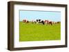 Cows Grazing on Pasture-Liang Zhang-Framed Photographic Print