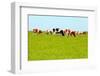 Cows Grazing on Pasture-Liang Zhang-Framed Photographic Print