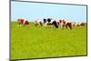Cows Grazing on Pasture-Liang Zhang-Mounted Photographic Print