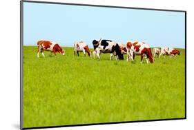 Cows Grazing on Pasture-Liang Zhang-Mounted Photographic Print