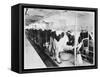 Cows Hooked Up to Electric Milkers-null-Framed Stretched Canvas