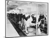 Cows Hooked Up to Electric Milkers-null-Mounted Photographic Print