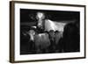 Cows in a Field-Clive Nolan-Framed Photographic Print