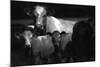 Cows in a Field-Clive Nolan-Mounted Photographic Print