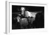 Cows in a Field-Clive Nolan-Framed Photographic Print