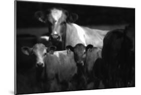 Cows in a Field-Clive Nolan-Mounted Photographic Print