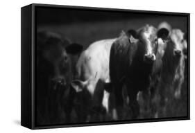 Cows in a Field-Clive Nolan-Framed Stretched Canvas