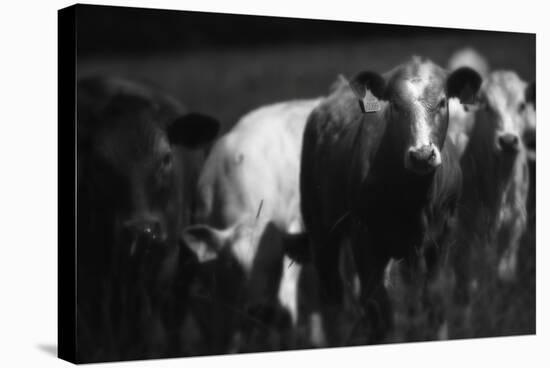 Cows in a Field-Clive Nolan-Stretched Canvas