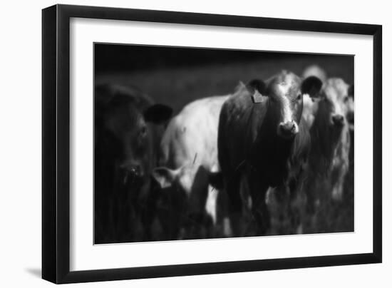 Cows in a Field-Clive Nolan-Framed Photographic Print