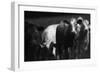 Cows in a Field-Clive Nolan-Framed Photographic Print