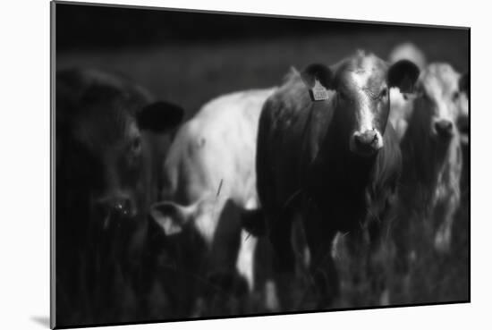 Cows in a Field-Clive Nolan-Mounted Photographic Print