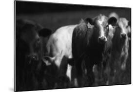 Cows in a Field-Clive Nolan-Mounted Photographic Print