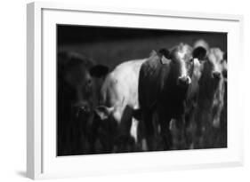 Cows in a Field-Clive Nolan-Framed Photographic Print