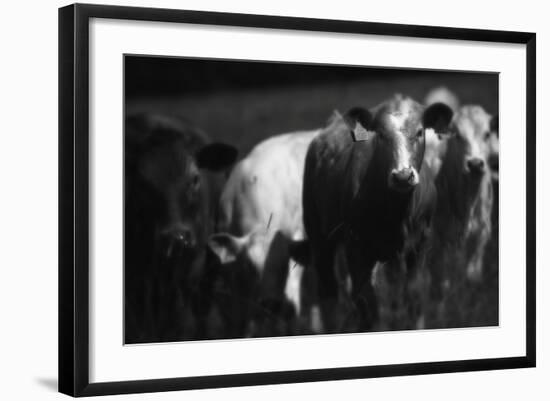 Cows in a Field-Clive Nolan-Framed Photographic Print