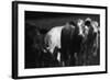 Cows in a Field-Clive Nolan-Framed Photographic Print