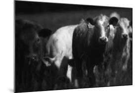 Cows in a Field-Clive Nolan-Mounted Photographic Print