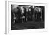 Cows in a Field-Clive Nolan-Framed Photographic Print