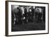 Cows in a Field-Clive Nolan-Framed Photographic Print