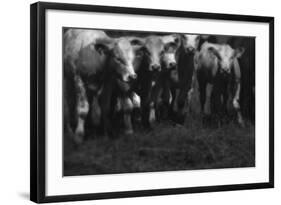 Cows in a Field-Clive Nolan-Framed Photographic Print