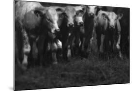 Cows in a Field-Clive Nolan-Mounted Photographic Print