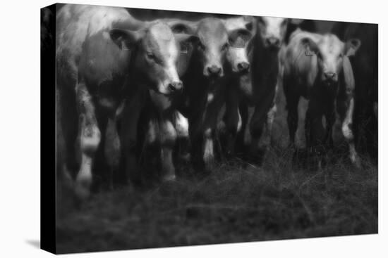 Cows in a Field-Clive Nolan-Stretched Canvas