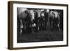 Cows in a Field-Clive Nolan-Framed Photographic Print