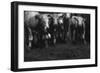 Cows in a Field-Clive Nolan-Framed Photographic Print