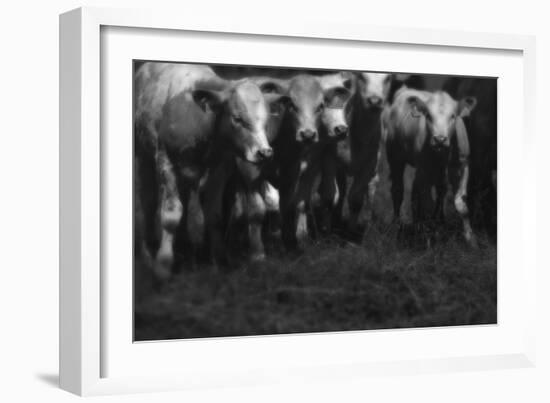 Cows in a Field-Clive Nolan-Framed Photographic Print