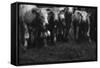 Cows in a Field-Clive Nolan-Framed Stretched Canvas