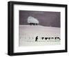 Cows in a Snowstorm-Maggie Rowe-Framed Giclee Print