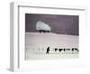 Cows in a Snowstorm-Maggie Rowe-Framed Giclee Print