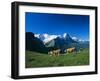 Cows in Alpine Meadow with Fiescherhorner and Eiger Mountains Beyond, Swiss Alps, Switzerland-Ruth Tomlinson-Framed Photographic Print