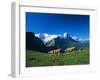 Cows in Alpine Meadow with Fiescherhorner and Eiger Mountains Beyond, Swiss Alps, Switzerland-Ruth Tomlinson-Framed Photographic Print