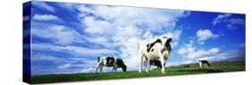 Cows in Field, Lake District, England, United Kingdom-null-Stretched Canvas