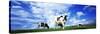 Cows in Field, Lake District, England, United Kingdom-null-Stretched Canvas