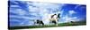 Cows in Field, Lake District, England, United Kingdom-null-Stretched Canvas