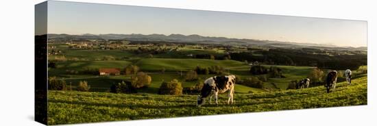 Cows in Front of the Alpine Upland Near ArgenbŸhl, Baden-WŸrttemberg-Markus Leser-Stretched Canvas