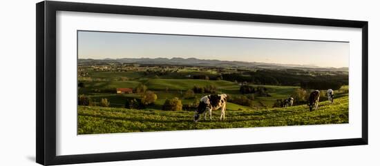 Cows in Front of the Alpine Upland Near ArgenbŸhl, Baden-WŸrttemberg-Markus Leser-Framed Photographic Print