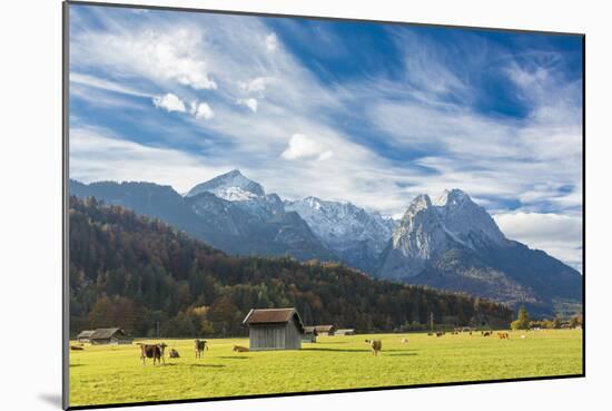 Cows in the green pastures framed by the high peaks of the Alps, Garmisch Partenkirchen, Upper Bava-Roberto Moiola-Mounted Photographic Print