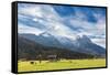 Cows in the green pastures framed by the high peaks of the Alps, Garmisch Partenkirchen, Upper Bava-Roberto Moiola-Framed Stretched Canvas