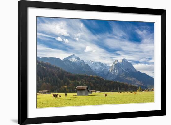 Cows in the green pastures framed by the high peaks of the Alps, Garmisch Partenkirchen, Upper Bava-Roberto Moiola-Framed Photographic Print