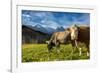 Cows in the green pastures framed by the high peaks of the Alps, Garmisch Partenkirchen, Upper Bava-Roberto Moiola-Framed Photographic Print