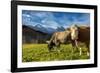 Cows in the green pastures framed by the high peaks of the Alps, Garmisch Partenkirchen, Upper Bava-Roberto Moiola-Framed Photographic Print