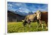 Cows in the green pastures framed by the high peaks of the Alps, Garmisch Partenkirchen, Upper Bava-Roberto Moiola-Framed Photographic Print