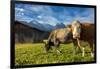 Cows in the green pastures framed by the high peaks of the Alps, Garmisch Partenkirchen, Upper Bava-Roberto Moiola-Framed Photographic Print