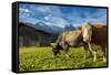 Cows in the green pastures framed by the high peaks of the Alps, Garmisch Partenkirchen, Upper Bava-Roberto Moiola-Framed Stretched Canvas