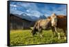 Cows in the green pastures framed by the high peaks of the Alps, Garmisch Partenkirchen, Upper Bava-Roberto Moiola-Framed Stretched Canvas